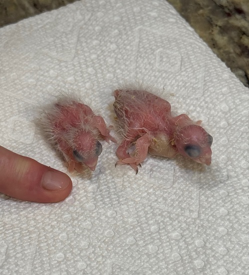 baybee birdds.jpg